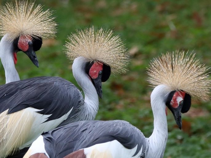 Three crowned cranes stand in their compound at the zoo in Berlin, Germany, Tuesday, Oct. 14, 2014. These cranes are native to the Sahel and West Africa. (AP Photo/dpa, Stephanie Pilick)