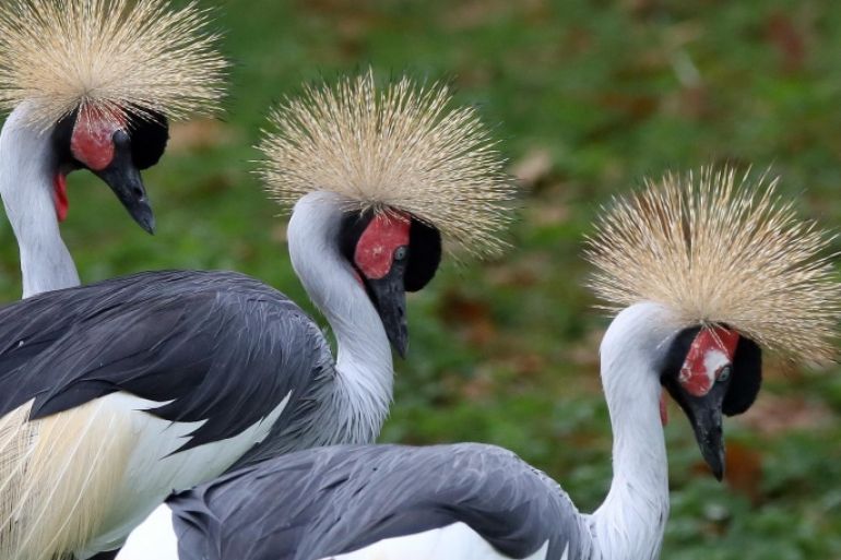 Three crowned cranes stand in their compound at the zoo in Berlin, Germany, Tuesday, Oct. 14, 2014. These cranes are native to the Sahel and West Africa. (AP Photo/dpa, Stephanie Pilick)
