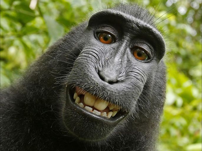 This 2011 photo provided by People for the Ethical Treatment of Animals (PETA) shows a selfie taken by a macaque monkey on the Indonesian island of Sulawesi with a camera that was positioned by British nature photographer David Slater.