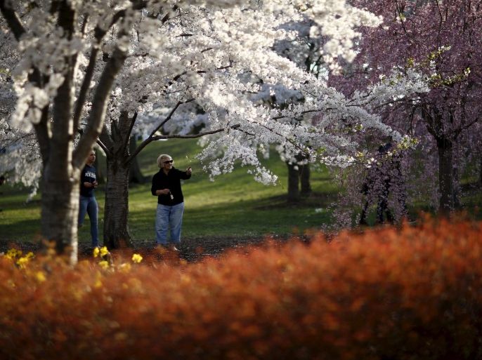 People walk through blossoming cherry trees at the Branch Brook Park in Newark, New Jersey April 21, 2015. REUTERS/Eduardo Munoz