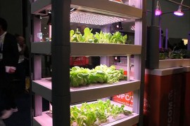 تقنية جديدة لمراقبة زراعة الخضراوات عبر تطبيق ذكي
