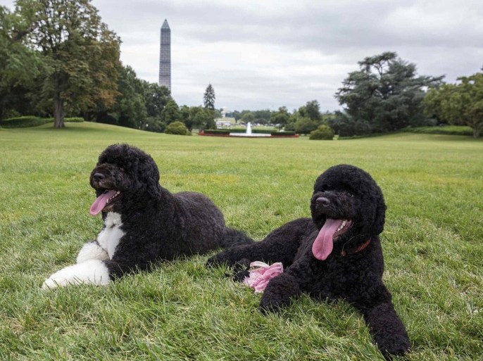 Bo (L) and Sunny, the Obama family's new puppy, are pictured on the South Lawn of the White House in Washington in this photo released on August 19, 2013 by the White House. A North Dakota man who allegedly plotted to kidnap one of the Obama family's pet Portuguese water dogs was arrested with guns and ammunition at a downtown Washington hotel and is facing a weapons charge, The Washington Post reported on Friday. REUTERS/Pete Souza/The White House/Handout via Reuters FOR EDITORIAL USE ONLY. NOT FOR SALE FOR MARKETING OR ADVERTISING CAMPAIGNS. THIS IMAGE HAS BEEN SUPPLIED BY A THIRD PARTY. IT IS DISTRIBUTED, EXACTLY AS RECEIVED BY REUTERS, AS A SERVICE TO CLIENTS