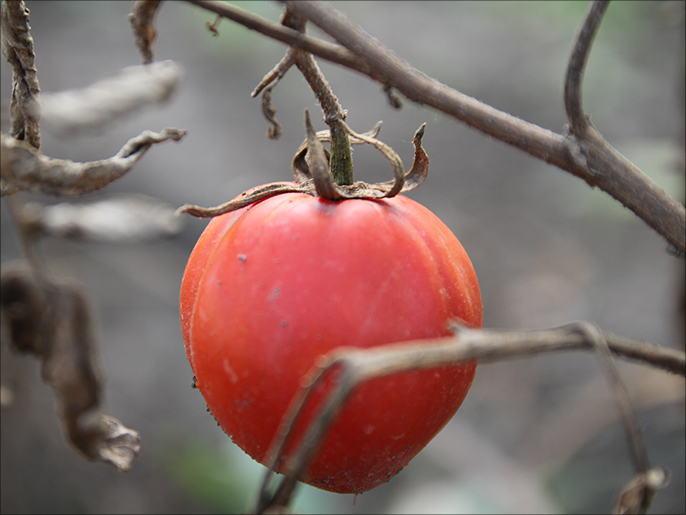 ‪فلاحو وادي سوف بالجزائر يرمون الطماطم لكثرة إنتاجها وغياب وسائل تسويقها‬ (الجزيرة نت)