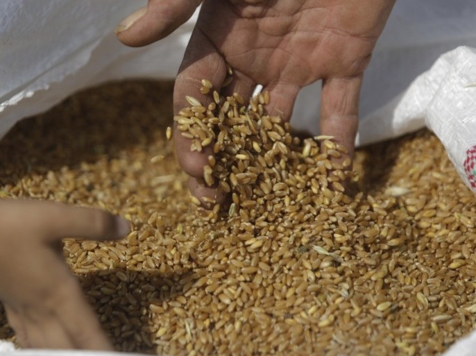 Egyptian farmers examine wheat that has come out of hammer mill on a farm in Beni Suef, 75 miles, (120 kilometers), south of Cairo, Egypt, Friday, May 22, 2015. Egyptian farmers are struggling to maintain crop productivity due to outdated irrigation and harvest methods, as well as the government's lifting of energy and agricultural subsidies. (AP Photo/Amr Nabil)