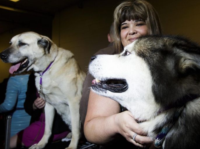 Thea Robinson, of Portland, Oregon, pets her Alaskan Malamute 'Mick' (R) before the start of the Best in Show competition at the 140th annual Westminster Kennel Club Dog Show at Madison Square Garden in New York, New York, USA, 16 February 2016. More than 3,000 dogs from all over the country take part in the annual competition.