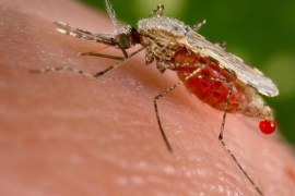 An Anopheles stephensi mosquito obtains a blood meal from a human host through its pointed proboscis in this undated handout photo obtained by Reuters November 23, 2015. A known malarial vector, the species can found from Egypt all the way to China. Scientists have produced a strain of mosquitoes carrying genes that block the transmission of malaria, with the idea that they could breed with other members of their species in the wild and produce offspring that cannot spread the disease. REUTERS/Jim Gathany/CDC/Handout via Reuters THIS IMAGE HAS BEEN SUPPLIED BY A THIRD PARTY. IT IS DISTRIBUTED, EXACTLY AS RECEIVED BY REUTERS, AS A SERVICE TO CLIENTS. FOR EDITORIAL USE ONLY. NOT FOR SALE FOR MARKETING OR ADVERTISING CAMPAIGNS