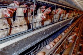 (FILE) An undated file picture shows South African battery chickens in a poultry farm in Cape Town, South Africa. Reports on 09 November 2015 state that US President Barack Obama has given South Africa 60 days to drop barriers to US farm produce being imported into South Africa or face sanctions. South Africa banned US poultry imports after an outbreak of bird flu. The latest standoff would threaten South African exports to the US of oranges, nuts and wine.