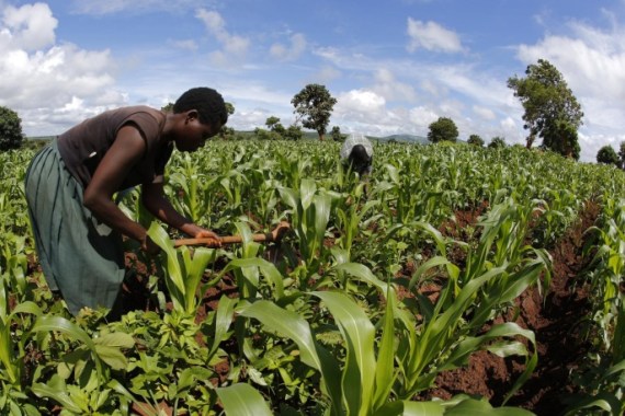 Subsistence farmer work their field of maize after late rains near the capital Lilongwe, Malawi February 1, 2016. Floods and an El Nino-triggered drought have hit the staple maize crop, exposing the fragility of Malawi's progress, which was partly rooted in a fertiliser grant for small-scale farmers that the government, now starved of donor funds, can ill afford. Picture taken February 1, 2016. Picture taken with fish-eye lens. To match Insight AFRICA-DROUGHT/MALAWI. REUTERS/Mike Hutchings