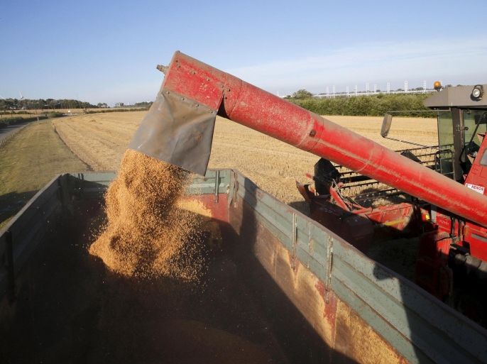 Wheat grains are seen pouring into a truck as a French farmer harvests his crop in a field in Coquelles, near Calais, northern France, August 1, 2015. REUTERS/Pascal Rossignol