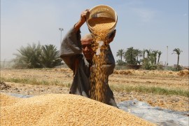 أراضي زراعية تنتج القمح-مخزون القمح المصري على وشك النفاذ (2)