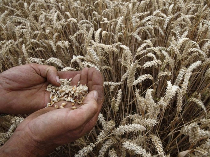 A French farmer inspects grains of wheat in his field at Sailly-lez-Cambrai, northern France, July 17, 2015. Wheat crops in Western Europe have coped relatively well with dry and sweltering conditions in the past month, keeping the region on course for a large harvest, analysts said. In the European Union's top wheat producer France, where harvesting is in full flow, results so far indicated decent yields, albeit shy of very high potential during spring. REUTERS/Pascal Rossignol