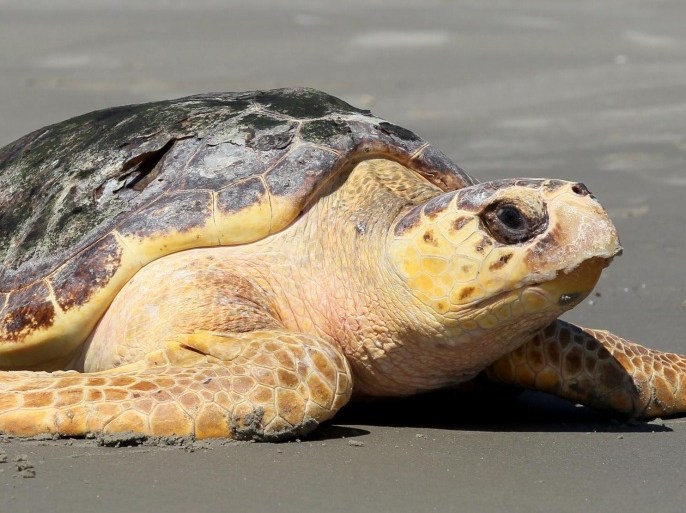 A 102-pound, female loggerhead sea turtle is released on the beach on Wednesday Sept. 16, 2015, after being rehabilitated at the National Oceanic and Atmospheric Administration's sea turtle facility in Galveston, Texas. The turtle was caught off the Galveston Fishing Pier earlier this summer. (Jennifer Reynolds/The Galveston County Daily News via AP) MANDATORY CREDIT