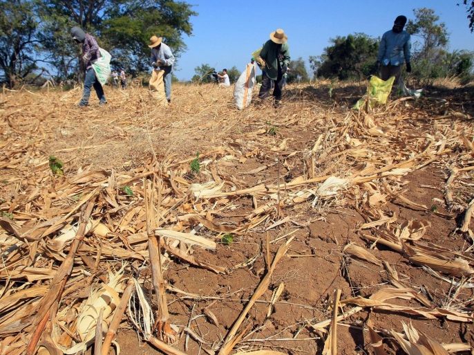 A picture made available on 28 January 2016 shows workers collecting vegetables in a farm affected by drought, in Los Santos, Panama, 26 January 2016. A stretch of the Mensabe River has been transformed from a waterway into a rocky path because of the worst drough in the country in 100 years. The completely dry Mensabe river is one of the major rivers in Los Santos, an agricultural province 300 kilometers (185 miles) west of Panama City that accounts for 80 percent of the nation's corn production. 'Of the 45 sources of water we have here (rivers, streams, wells), 30 are dry or have extremely low water levels. It's the worst drought ever in our country,' the Agricultural Development Ministry's director in that province, Rodrigo Vera said.