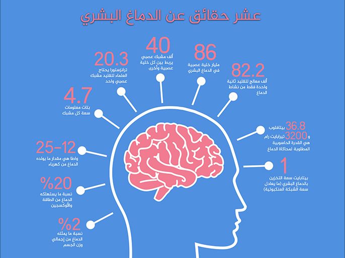 عشر حقائق عن الدماغ البشري