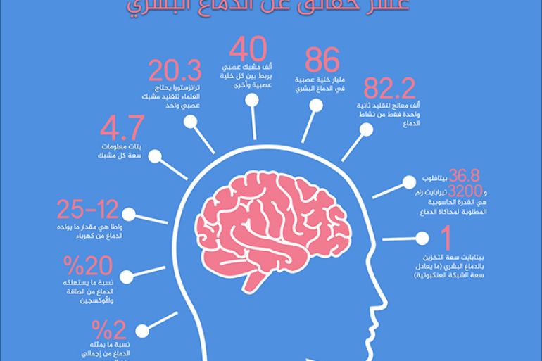 عشر حقائق عن الدماغ البشري