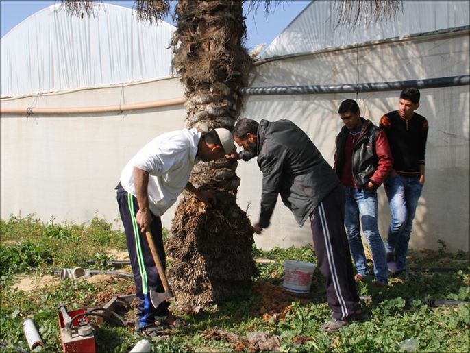 ‪عدد من أصحاب النخيل يفاجؤون بإصابة نخيلهم بالسوسة لدى تفحصه من قبل المختص في مدينة خان يونس‬ (الجزيرة)