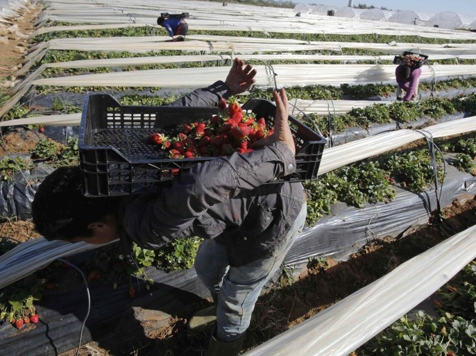 Farmers pick strawberries, to be exported, in a field in the town of Moulay Bousselham in Kenitra province March 15, 2014. The local strawberry growers use the multi-layers planting method to gain two times more strawberries than usual. REUTERS/Youssef Boudlal (MOROCCO - Tags: AGRICULTURE BUSINESS)