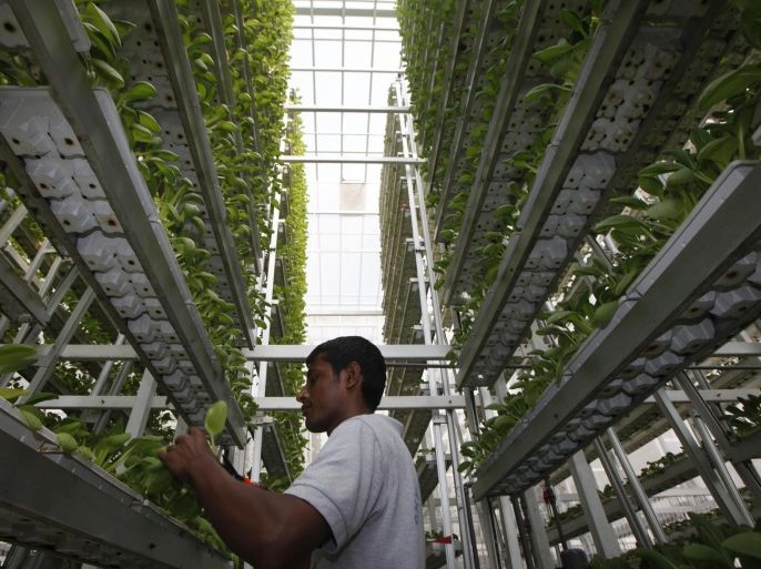 A worker harvests fresh produce from a tower at Sky Greens vertical farm in Singapore July 30, 2014. While Singapore ranks fifth out of 109 countries in the Economist Intelligence Unit's global food security index, the government wants to diversify its food sources and become more self reliant in producing eggs, fish and leafy vegetables. As part of its efforts, it has provided some funding and research support to local vertical farming company Sky Greens, which grows leafy vegetables at its farm in three-storey high frames inside greenhouses. Picture taken July 30, 2014. REUTERS/Edgar Su (SINGAPORE - Tags: SCIENCE TECHNOLOGY AGRICULTURE FOOD SOCIETY BUSINESS)