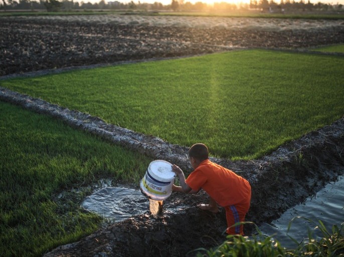 FILE - In this Thursday, May 14, 2015 file photo, a young boy irrigates rice seedlings before they are transferred to a bigger farm, in a village in the Nile Delta town of Behira, 300 kilometers (186 miles) north of Cairo, Egypt. Urban growth has become the chief threat to farmland as Egyptian farmers haphazardly and illegally build new houses to make room for the next generation. (AP Photo/Mosa'ab Elshamy, FIle)