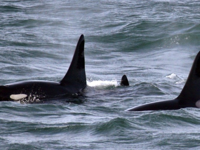 In this Feb. 27, 2016, photo provided by NOAA Northwest Fisheries Science Center, an orca whale known as L95, right, swims with other whales from the L and K pods in the Pacific Ocean near the mouth of the Columbia River near Ilwaco, Wash., days after being fitted with a satellite tag. Federal biologists have temporarily stopped tagging endangered killer whales in Washington state’s Puget Sound after a dead orca was found with pieces of a dart tag lodged in its dorsal fin. (NOAA Northwest Fisheries Science Center via AP)