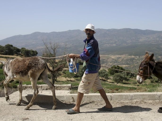 A Moroccan farmer pulls donkeys to work in his family fields during wheat harvest in Cherafat village, 186 miles from Rabat, in northwest Morocco, Saturday, June 14, 2014. (AP Photo/Adel Hana)