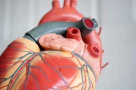 دراسة تكشف عن علاج جيني محتمل لأمراض القلب