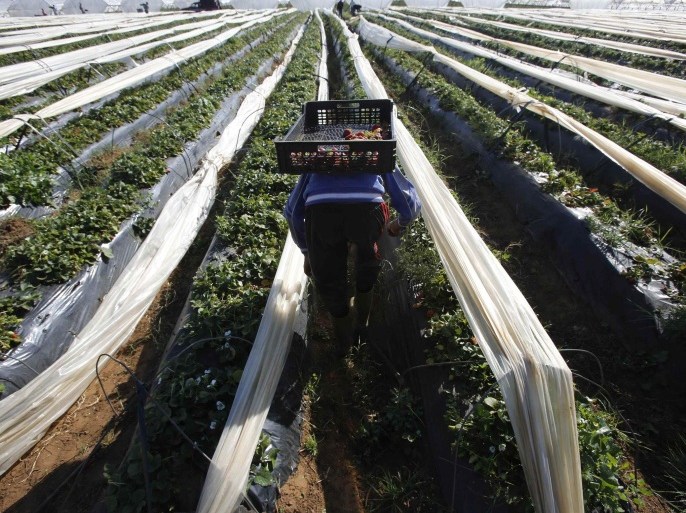 A farmer picks strawberries, to be exported, in a field in the town of Moulay Bousselham in Kenitra province March 15, 2014. The local strawberry growers use the multi-layers planting method to gain two times more strawberries than usual. REUTERS/Youssef Boudlal (MOROCCO - Tags: AGRICULTURE BUSINESS)