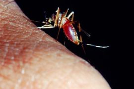 اختبار تنفس بسيط يكشف الإصابة بالملاريا, ملاريا، بعوض