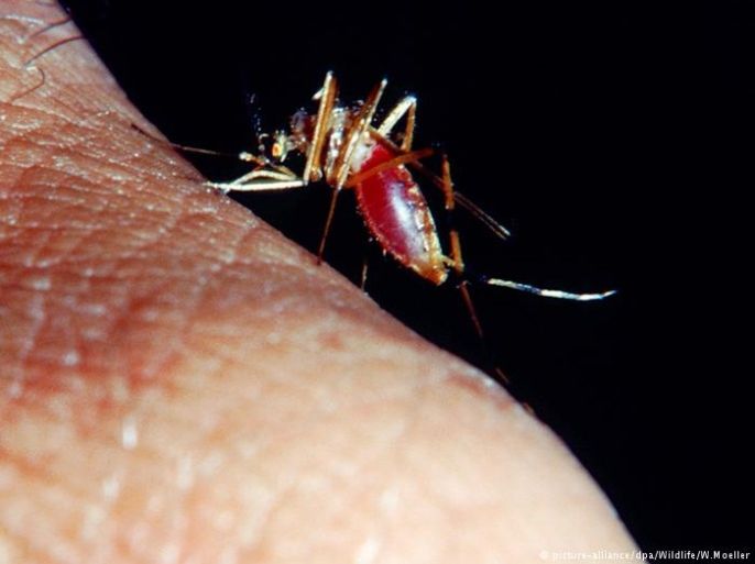 اختبار تنفس بسيط يكشف الإصابة بالملاريا, ملاريا، بعوض