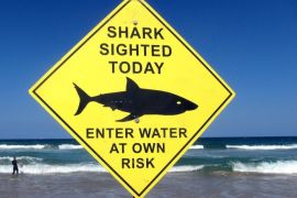 FILE PHOTO - A surfer carries his board into the water next to a sign declaring a shark sighting on Sydney's Manly Beach, Australia, November 24, 2015. REUTERS/David Gray/File Photo