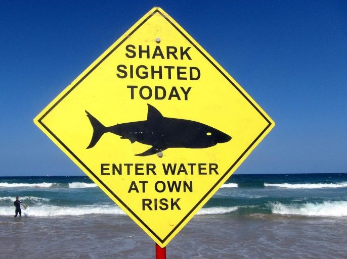 FILE PHOTO - A surfer carries his board into the water next to a sign declaring a shark sighting on Sydney's Manly Beach, Australia, November 24, 2015. REUTERS/David Gray/File Photo