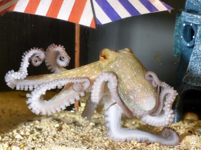 The four month old baby octopus 'Jonas' swims in the kindergarten aquarium at the 'Sea Life' aquarium in Berlin, Germany, 05 August 2015. The species 'octopus vulgaris' can reach a span of up to one meter. Jonas will be featured during the general exhibition at the 'Sea Life' aquarium in the next few weeks.