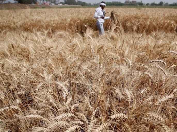A farmer harvests wheat on Qalyub farm in the El-Kalubia governorate, northeast of Cairo, Egypt May 1, 2016. REUTERS/Amr Abdallah Dalsh