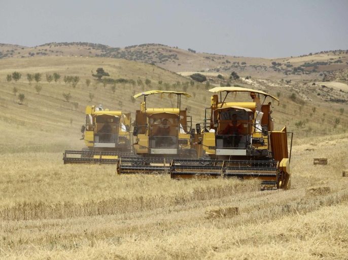 Workers harvest wheat in a field on the outskirts of Berouaguia, southwest of the capital Algiers July 15, 2013. REUTERS/Ramzi Boudina (ALGERIA - Tags: AGRICULTURE BUSINESS COMMODITIES)