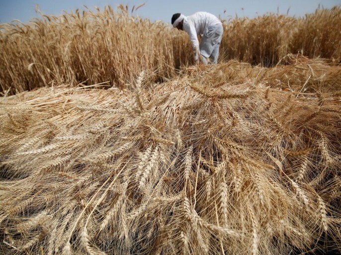 A farmer harvests wheat on Qalyub farm in the El-Kalubia governorate, northeast of Cairo, Egypt May 1, 2016. REUTERS/Amr Abdallah Dalsh/File Photo