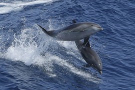 A pair of dolphins leap in the wake of Royal Caribbean cruise line ship 'Grandeur of the Seas' July 18, 2013 in the Atlantic Ocean between Bermuda and the United States main land. REUTERS/Gary Cameron/File Photo