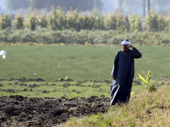 A farmer looks as he stands near a field where rice straw was burned in preparation for the next harvest, at a paddy field in the beginning of an agricultural road leading to Cairo, Egypt in this November 1, 2014 file photo. REUTERS/Amr Abdallah Dalsh/Files