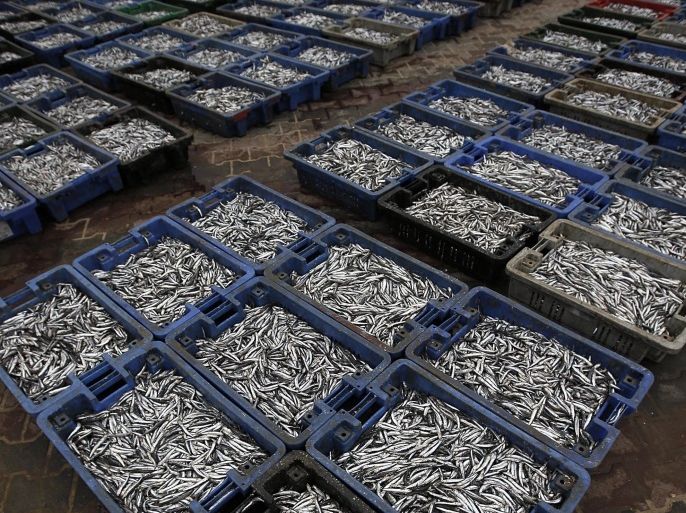 Palestinian fishermen display Sardine fish at the fish market in the seaport of Gaza, Gaza Strip, 27 April 2016. On 03 April 2016 Israel extended the distance it permits Gaza fishermen to head out to sea along certain parts of the coastline of the enclave, which is control by Hamas movement. The fishing zone was expanded from six nautical miles (11KM) to nine miles (16KM) along Gaza's central and southern shores, a step that Israeli authorities said should result in a