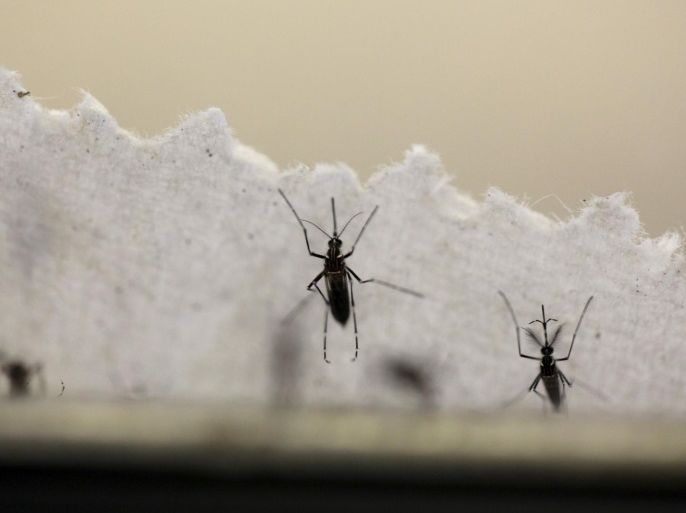 Aedes aegypti mosquitoes are seen at the Laboratory of Entomology and Ecology of the Dengue Branch of the U.S. Centers for Disease Control and Prevention in San Juan, Puerto Rico, March 6, 2016. REUTERS/Alvin Baez/File Photo TO MATCH INSIGHT HEALTH-ZIKA/PATIENT
