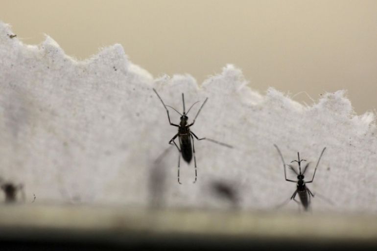 Aedes aegypti mosquitoes are seen at the Laboratory of Entomology and Ecology of the Dengue Branch of the U.S. Centers for Disease Control and Prevention in San Juan, Puerto Rico, March 6, 2016. REUTERS/Alvin Baez/File Photo TO MATCH INSIGHT HEALTH-ZIKA/PATIENT