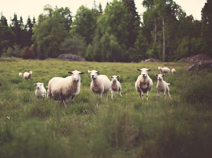 blogs - sheep