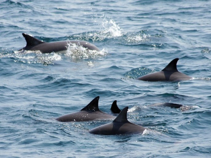 Dolphins swim in waters off Ulsan City, South Gyeongsang province, South Korea, 09 April 2014. EPA/YONHAP SOUTH KOREA OUT