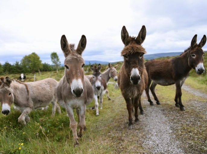 Donkeys stand Peter Gallagher's farm in Belcoo, Northern Ireland, July 5, 2016. REUTERS/Clodagh Kilcoyne SEARCH "BELCOO AND BLACKLION" FOR THIS STORY. SEARCH "THE WIDER IMAGE" FOR ALL STORIES.