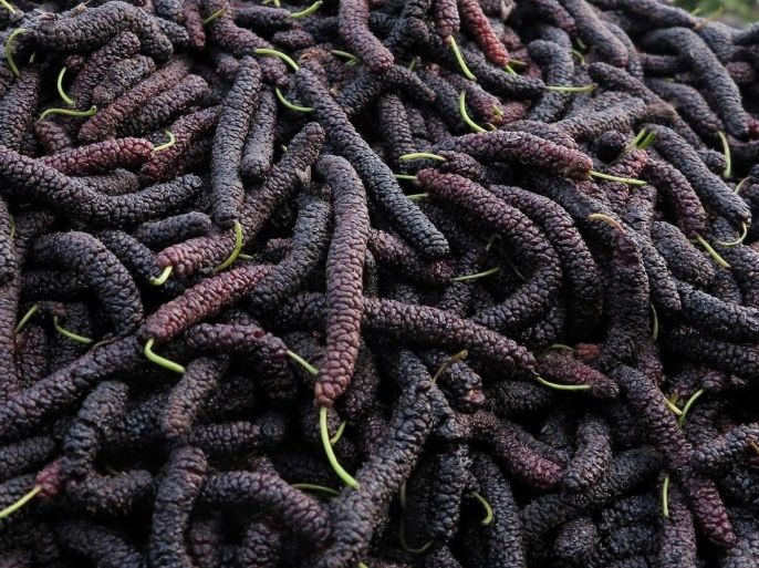 A vendor sells mulberries at a roadside stall in Lahore, Pakistan, 10 April 2013. Mulberries are large, deciduous trees native to warm, temperate, and subtropical regions of Asia, Africa, and the Americas.