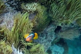 جهود حثيثة لحماية المرجان البحري عند شواطئ كوينزلاند