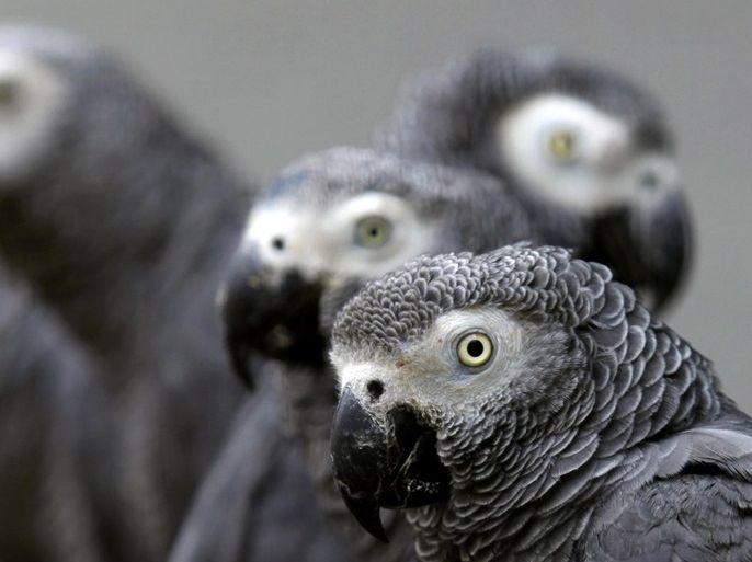 African grey parrots rescued from an illegal trader by Ugandan officials at the Uganda-Democratic Republic of Congo border crossing are seen at the Uganda Wildlife Education Centre in Entebbe, January 12, 2011. REUTERS/James Akena/File Photo