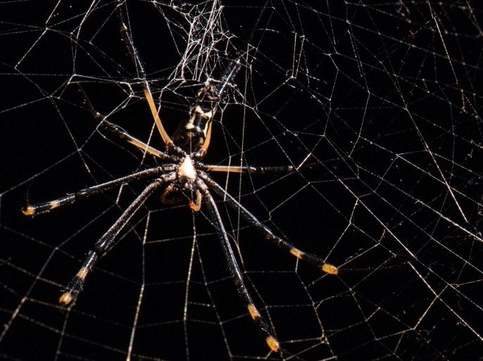 A spider spinning a web in a darkened room of the Senckenberg-Museum, regarded by artist Tomas Saraceno as an art installation, in Frankfurt am Main, Germany, 14 July 2016. The arthropod is part of the exhibition 'Spiders.'