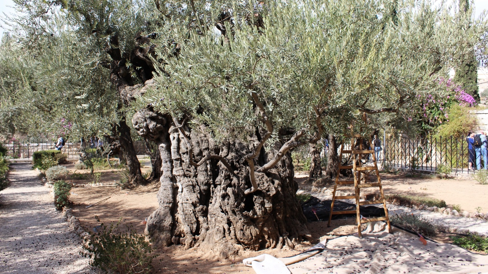أشجار زيتون من العصر الروماني ما زالت موجودة في أرض الكنيسة الجتسمانية (الجزيرة نت)