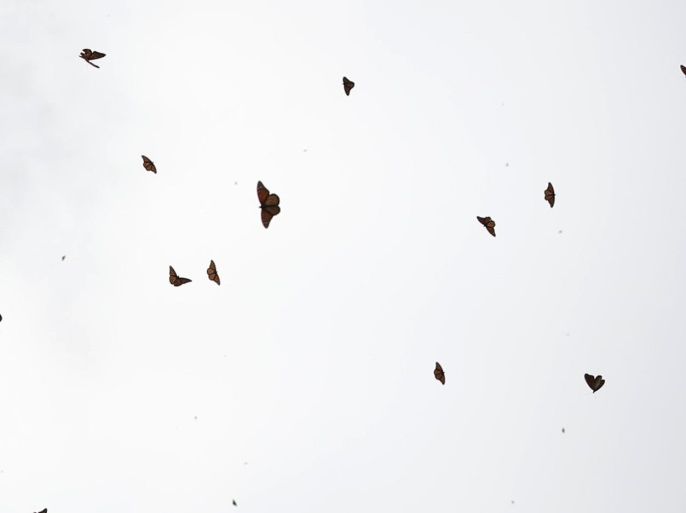 Monarch butterflies fly at the Sierra Chincua butterfly sanctuary on a mountain in Angangeo, Michoacan November 24, 2016. REUTERS/Carlos Jasso