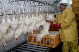 epa00653644 An employee of a Moroccon poultry slaughter-house inspects the poultry in Had Soualem on Saturday, 25 February 2006, as Moroccon government is running an awareness campaign on bird flu, which has not reached the country until now. EPA/Karim Selmaoui